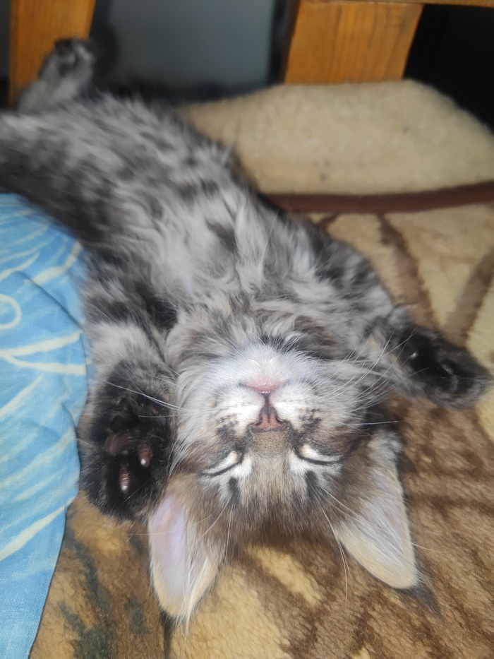 Ответ на пост «Котик Михаил хотел пожелать вам спокойной ночи и сладких снов, но уснул :3»