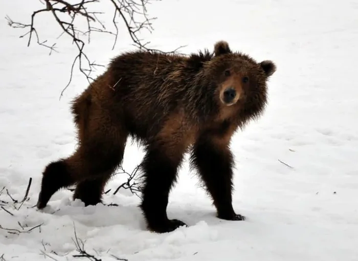 Is the bear doomed? What determines whether it will survive until spring? - Bear rod, Winter, Forest, Mammals, Predatory animals, Animals, Wild animals, Zen, Yandex Zen, Yandex Zen (link), Longpost
