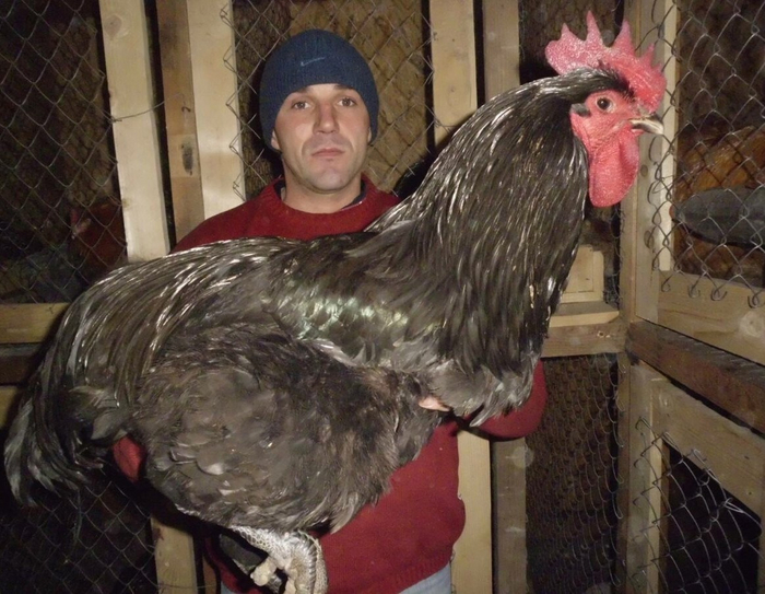 Мужик, если ты в заложниках у этой гигантской курицы, просто моргни два раза!