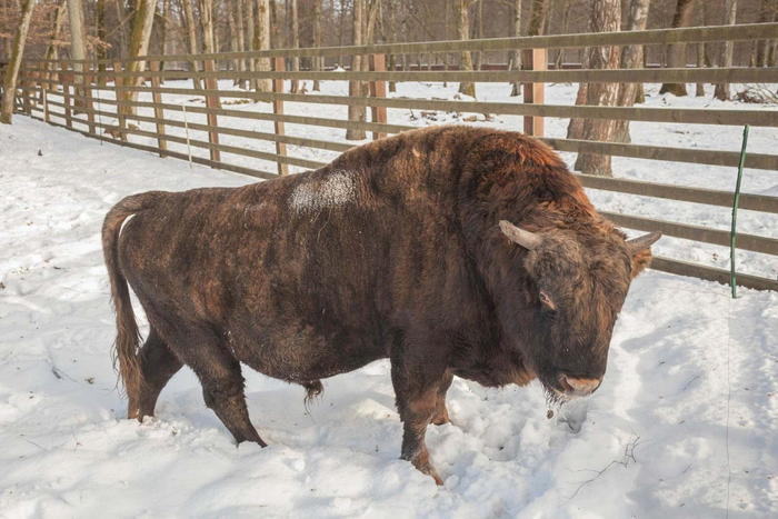 Да ты вообще знаешь, кто мой батя? Крупнейшее животное Европы!