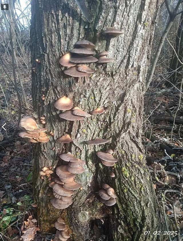 Вешенки – вкусные грибы, которые при правильном приготовлении несут для организма только пользу.