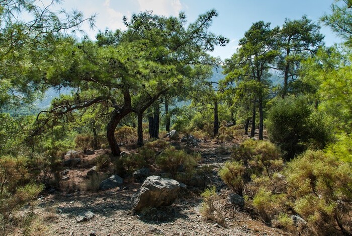 Средиземноморский лес