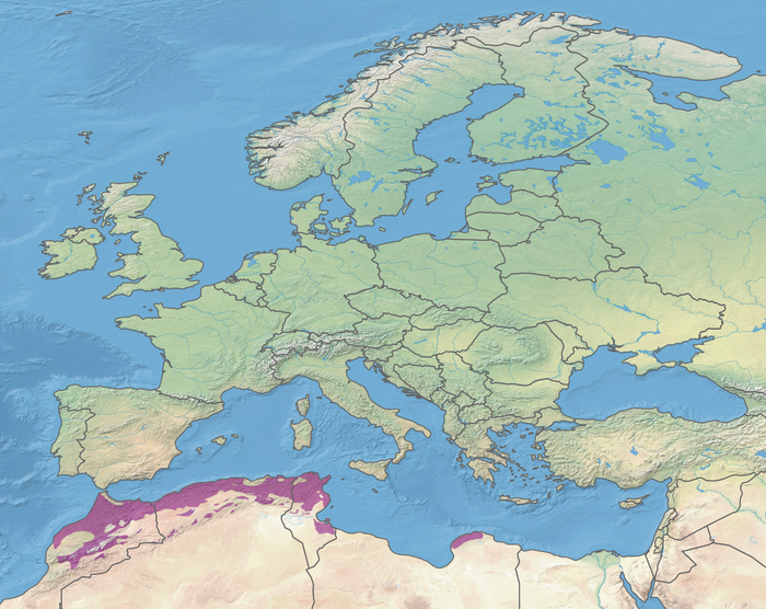 Сохранился только в Северной Африке, а в Европе полностью уничтожен