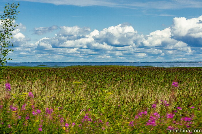 Южное побережье Финского залива, прибрежные заросли (Ленинградская область). Фото с сайта <!--noindex--><a href="https://pikabu.ru/story/ramsarskie_ugodya_12337562?u=http%3A%2F%2Fanashina.com&t=anashina.com&h=ca63e7457bfbcc79377b38e7eb5bf48bf877a10d" title="http://anashina.com" target="_blank" rel="nofollow noopener">anashina.com</a><!--/noindex-->.