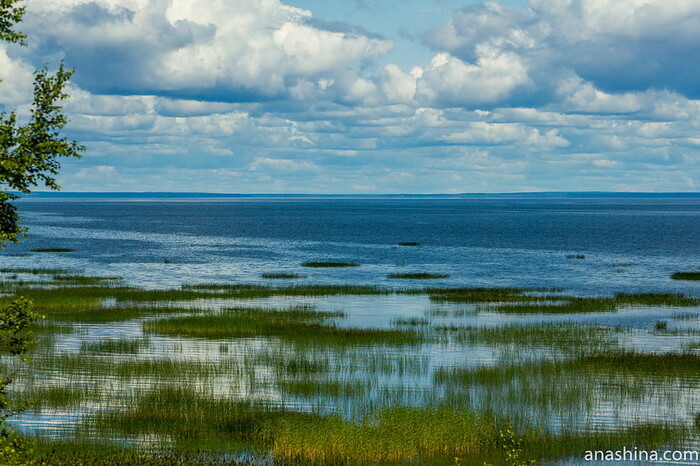 Южное побережье Финского залива, Ленинградская область. Фото с сайта <!--noindex--><a href="https://pikabu.ru/story/ramsarskie_ugodya_12337562?u=http%3A%2F%2Fanashina.com&t=anashina.com&h=ca63e7457bfbcc79377b38e7eb5bf48bf877a10d" title="http://anashina.com" target="_blank" rel="nofollow noopener">anashina.com</a><!--/noindex-->.