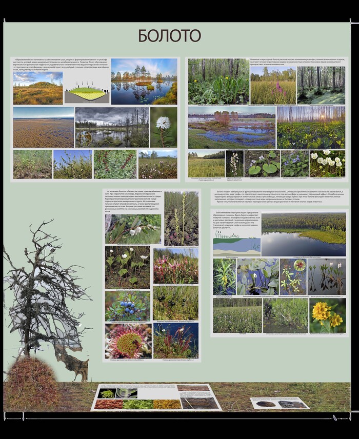 Витрина о болотах в экспозиции Ленинградской области Ботанического музея БИН РАН.