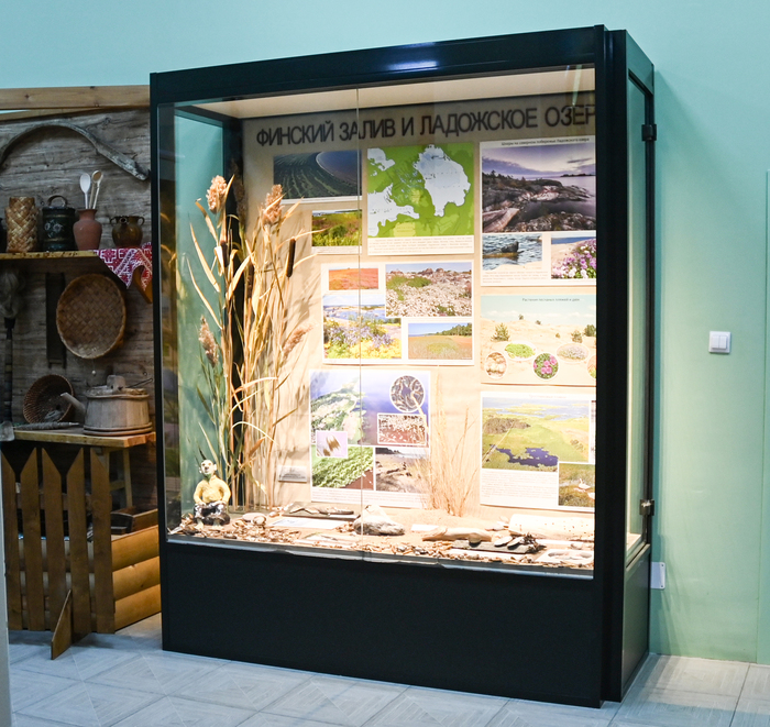 Витрина о берегах Финского залива и Ладожского озера в экспозиции Ленинградской области Ботанического музея БИН РАН.