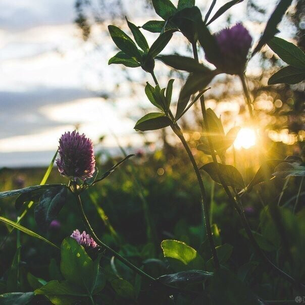 ������� ����������