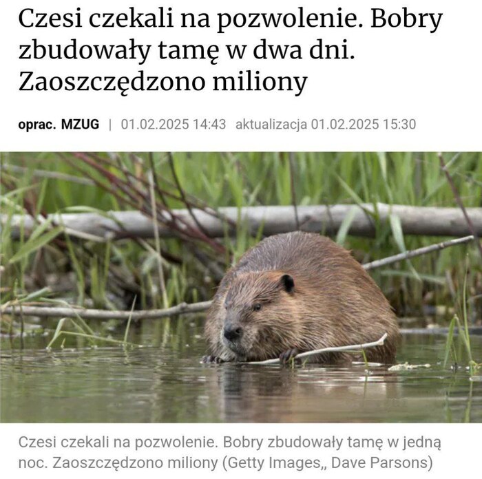 В Чехии бобры построили плотину, которые власти согласовывали годами