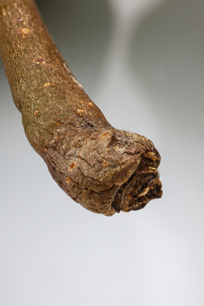 Выглядит как ветка