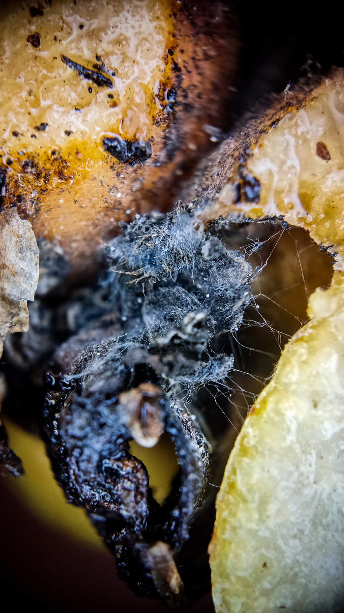 Возможно есть и паук