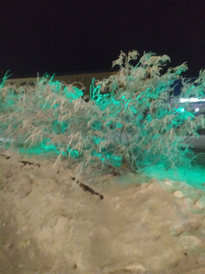 Зато полюбовался красивыми кустами (маленькими деревьями?) пока отмораживал филей. фото нечеткое, потому что руки отмерзают за 2 секунды, помним)