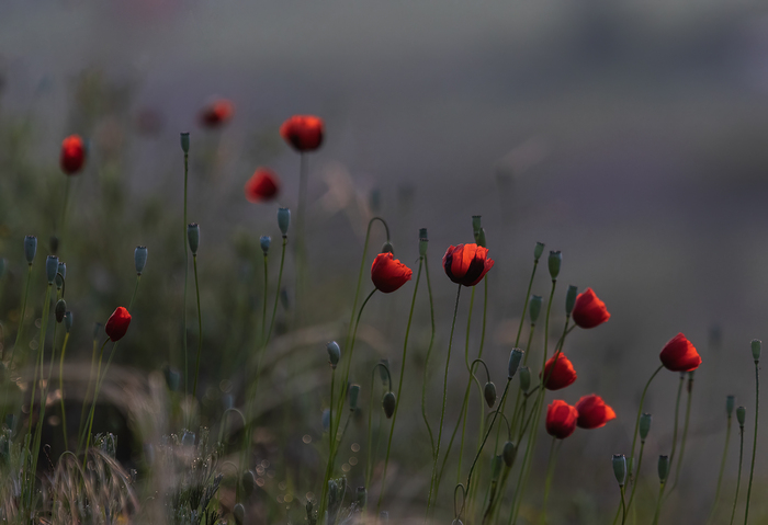 Огоньки рассветные