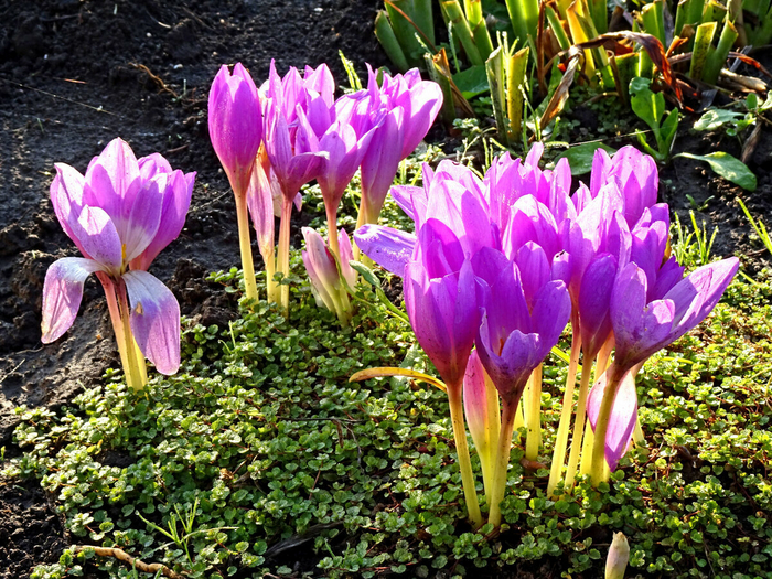 Безвременник