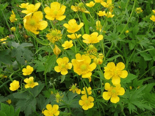 Едкий Лютик