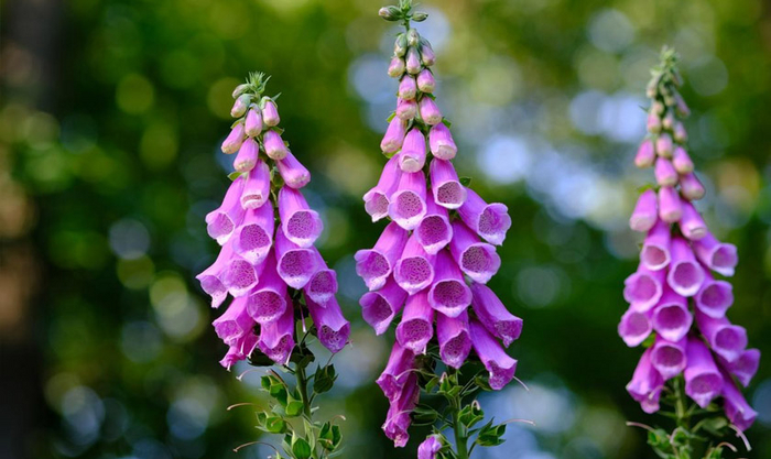 Наперстянка (Дигиталис)