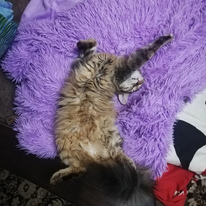 Masyanya - My, cat, The photo, Longpost, Pets