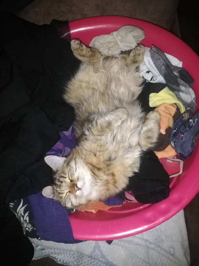 Masyanya - My, cat, The photo, Longpost, Pets