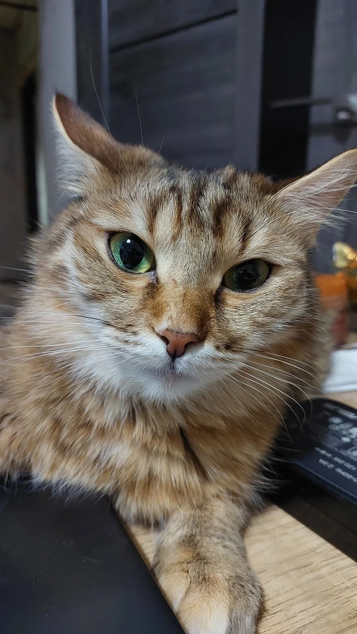 Masyanya - My, cat, The photo, Longpost, Pets