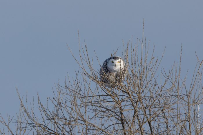    (Bubo scandiacus)     , ,  ,   , , ,  , , 