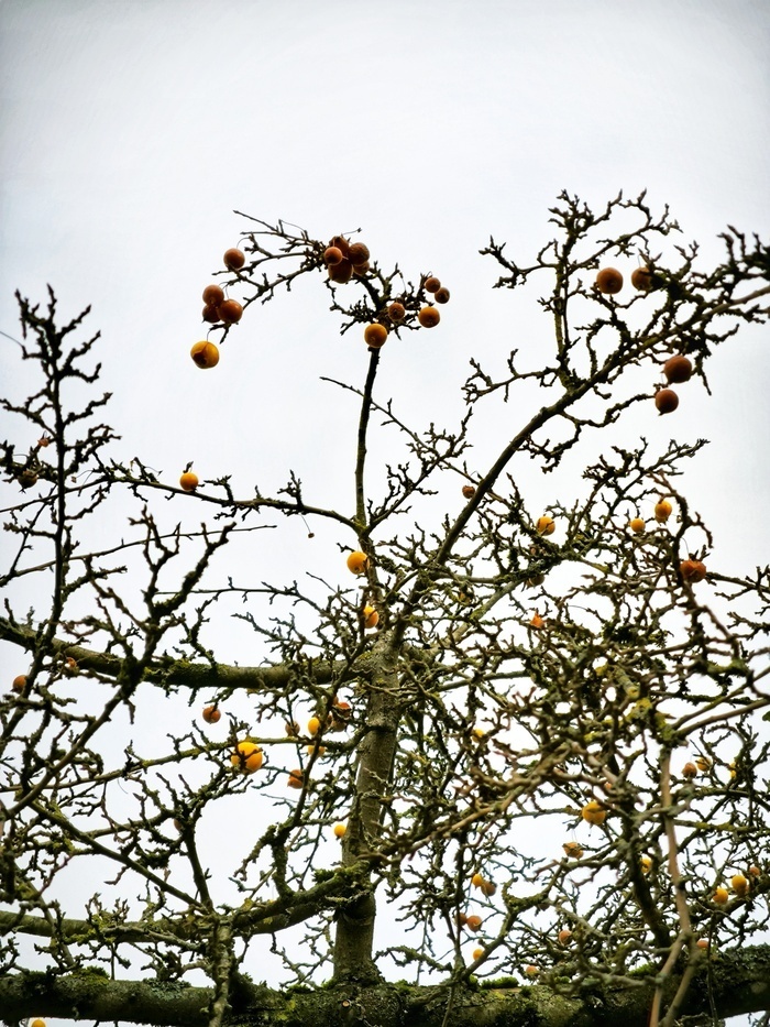 Фото сделаны несколько дней назад. На фото предположительно "райские яблочки". Цвет уже у яблок не тот, но внешний вид немного сохранился. На дереве их целая россыпь на радость птицам.