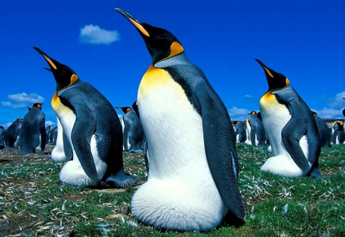 Кажется, что пингвин тает на солнце, как свечка.