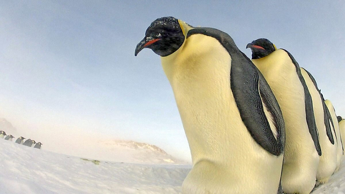 Даже пингвины не лезут без очереди! А ты...