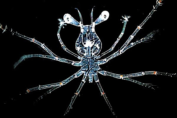 Личинка лобстера приветствует вас. Она тоже планктон, кстати.