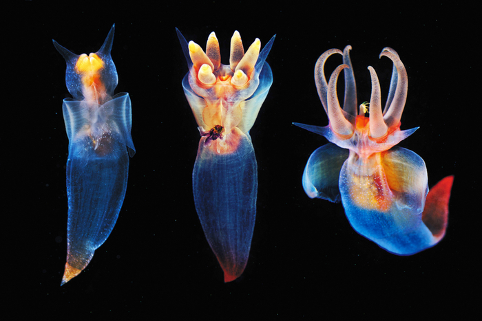 Морской ангел, кстати, активный и жестокий микрохищник, настоящая гроза планктона поменьше!