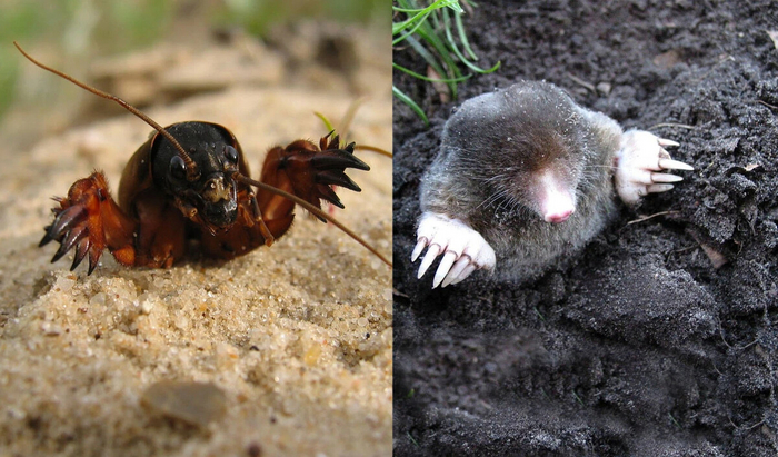 Приз за лучший косплей на крота достается медведке!