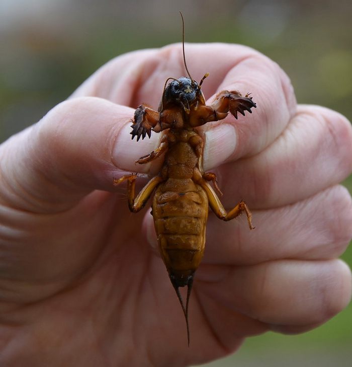 Органы слуха у медведок расположены на голенях «передних лап».