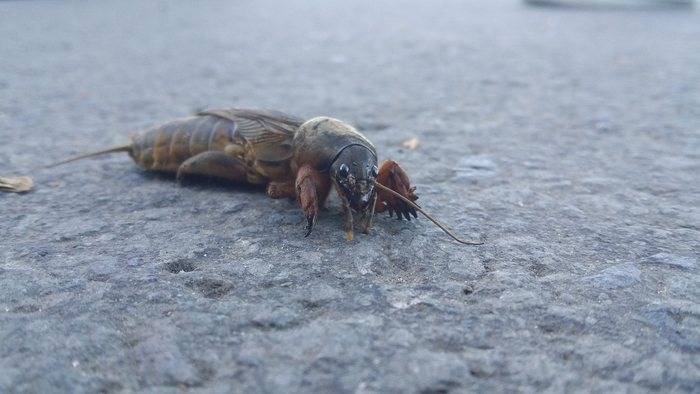 Звёздный десант, космический десант, да кто угодно, помогите! У меня тут нашествие инопланетных насекомых!