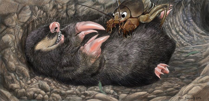 О, Крот-сенсей, разрешите учиться у вас.