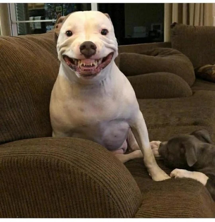 Прекрасный пример оскала не-улыбки: собаке некомфортно, и скоро наглый серый щенок будет наказан.