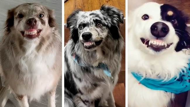 Доброжелательная улыбка-ухмылка. Хотя выглядит агрессивно.