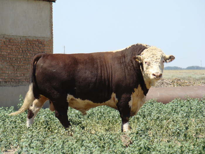 Тот самый качок, который решил сделать модную кудрявую прическу.