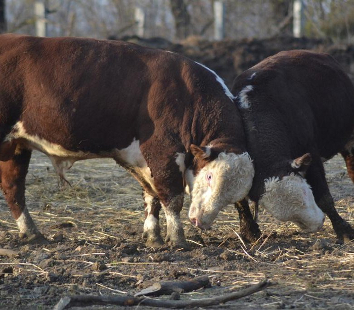 Кстати, комолые (безрогие) быки считаются отдельным направлением герефордов. Их зарегистрировали на 40 лет позже основной породы.