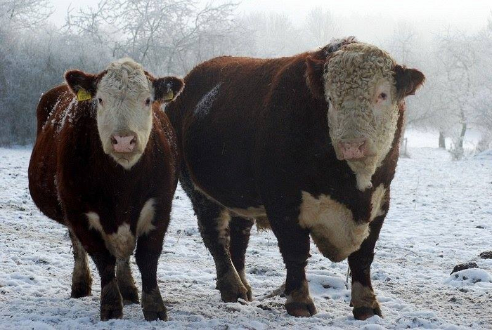 Да не толстые мы! Просто на массе!