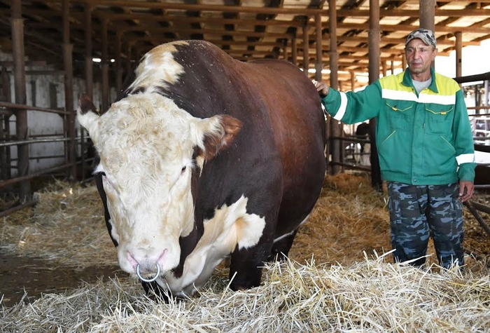 Когда ты вырос и можешь делать себе пирсинг где угодно, потому что теперь ты в два раза больше папы.