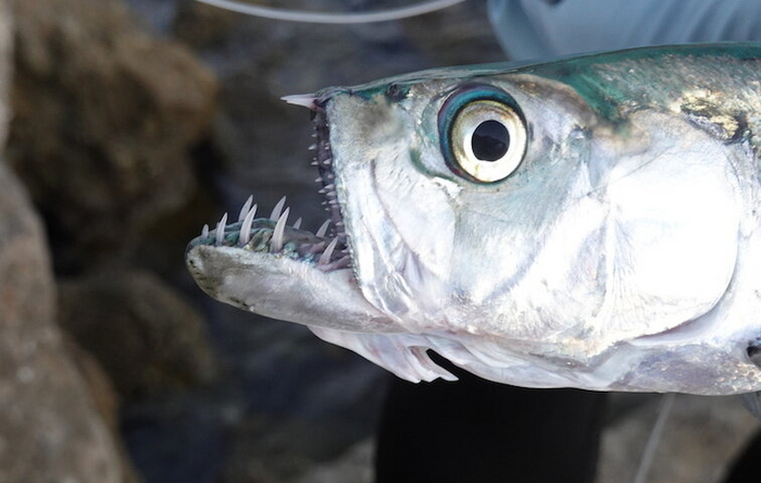  ,     ?  !    :            !