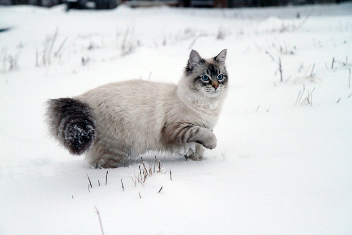Ну вот, опять в Питере дороги засыпало, ни пройти, ни проехать!