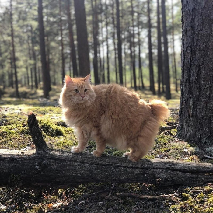 Этим котикам, как и сибирякам, важна свобода и независимость. Если держать курильского бобтейла в квартире, придется регулярно гулять с питомцем, как с собакой.