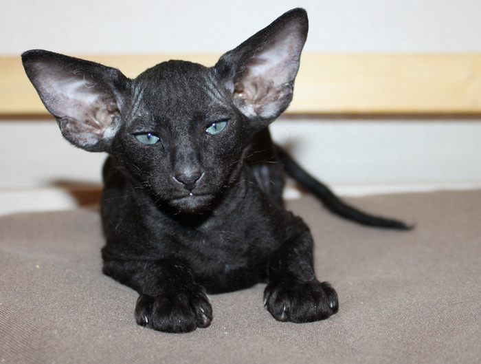 Сила русских фелинологов настолько велика, что они смогли вывести Добби из Гарри Поттера!