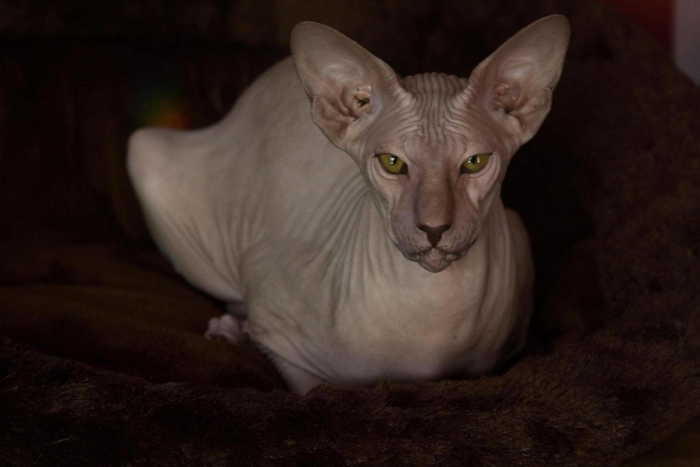 Да я прямо свечусь от счастья и жизнерадостности! Разве по мне не видно?