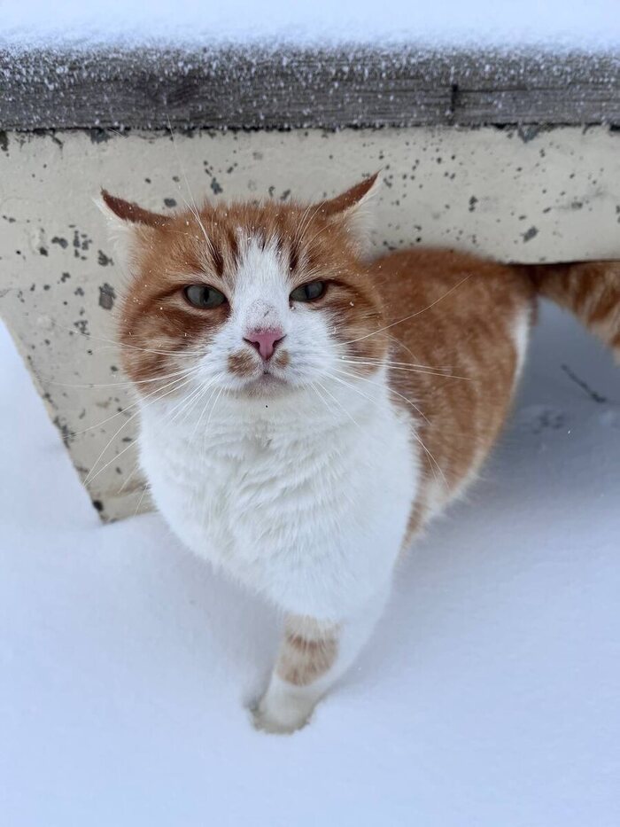 "Фотографируешь? А вкусняшку принес?"