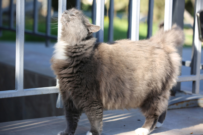 Врожденная грация!