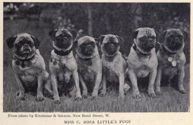 Для затравки: мопсы всегда выглядели примерно так. А ведь их вывели ещё в древнем Китае! Именно из-за складок на носу их считали «императорскими собаками».