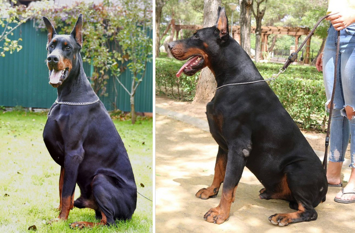 Обратите внимание на грудную клетку — она у современных доберманов очень выпуклая. Сами же собаки стали слишком большими.
