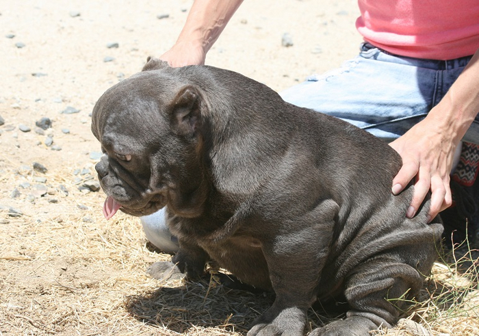 Из-за моды на мускулистых собак, например, появились були-экзоты. По факту, это гора мышц на крошечных лапках. О здоровье таких собак никто не задумывался.