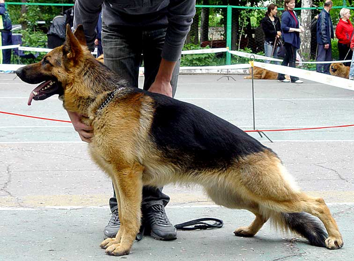 А вот тут уже явный перебор. С возрастом у таких собак проблемы только усугубляются.